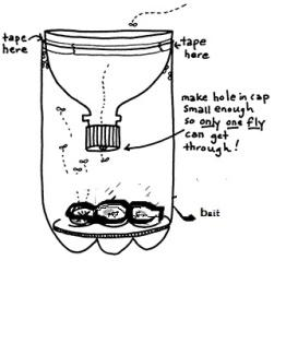 Pheromone fly shop traps