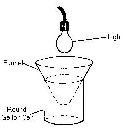 Rat glue trap — Vikaspedia