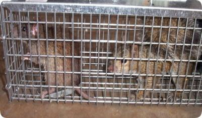 rat cage trap