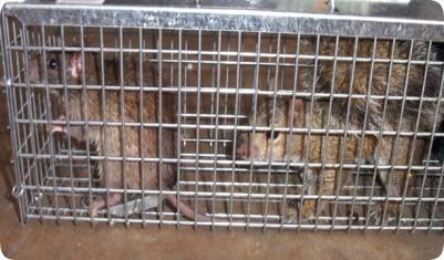 Rat cage trap — Vikaspedia