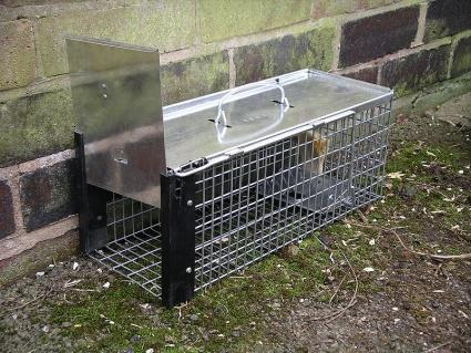 rat cage trap