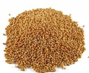 Sorghum