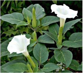 Datura