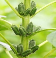 sesame plants