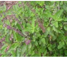 Tulsi