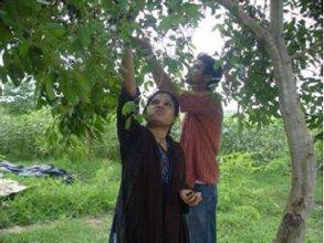 Food forest