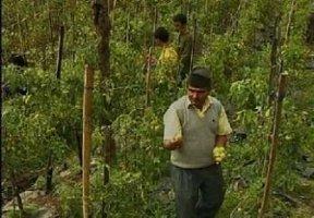 Model Farmer Sikkim