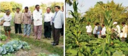Relay cropping in Vegetable cultivation
