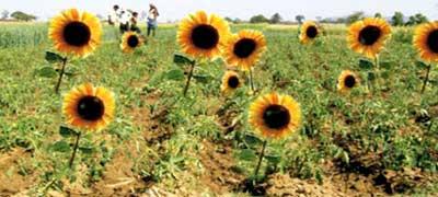 Sunflower plant