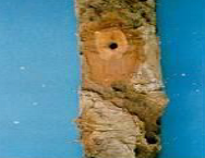 Drumstick Bark caterpillar Damage symptoms