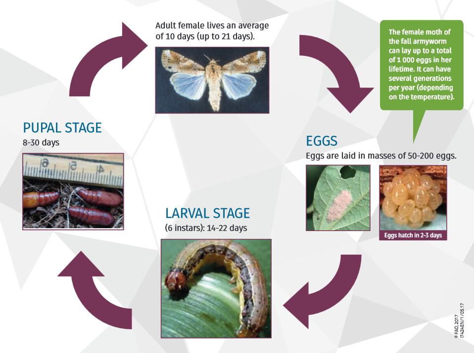 Fall Armyworm Life Cycle