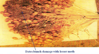 Dates bunch damage with leasser moth