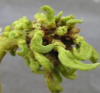 Inflorescence caterpillar Damage symptoms