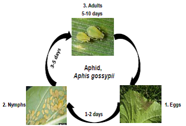 Aphids.png