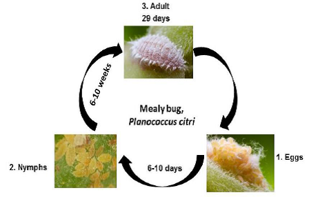 Mealybug.png