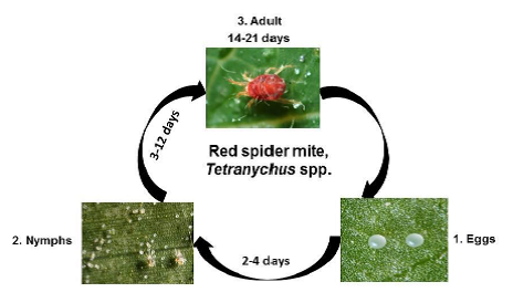 Red spider mite.png