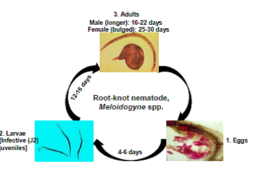 Root knot nematode.png