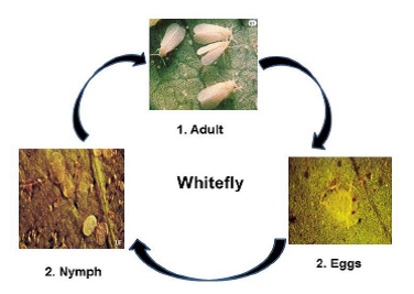 Whitefly.png