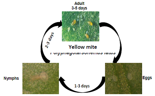 Yellow mite.png