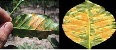  Coffee leaf rust