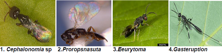 Larval grub parasitoids 