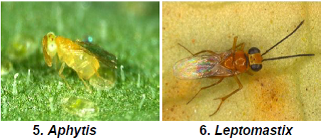 Nymphal larval and adult parasitoids