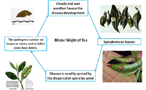 Tea Diseases — Vikaspedia