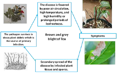 Disease cycle Brown and grey blight