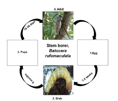 Description of Fig insect pests stem borer.png