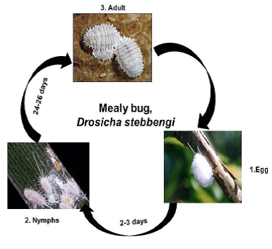 Description of fig insect pests Mealybug.png