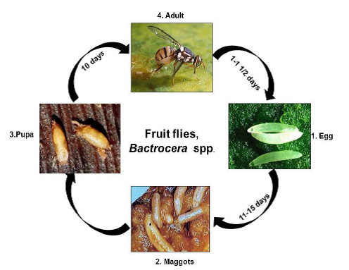 Description of ifg insect pests Fruit flies.png
