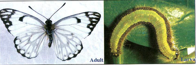 Adult Larva