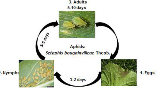 amla Aphids live cycle.png