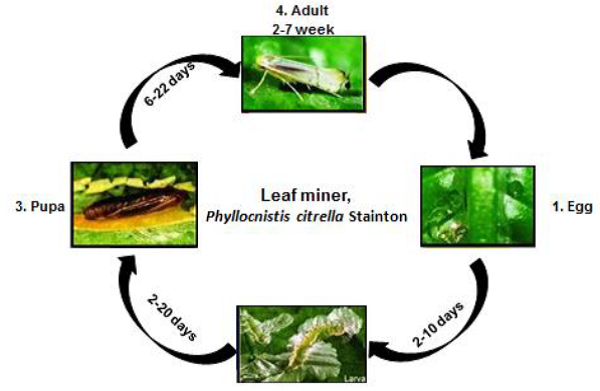 amla Leaf miner life cycle.png