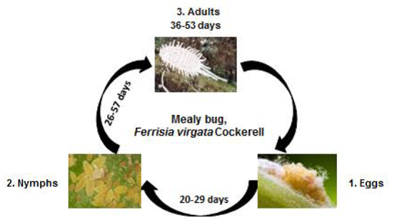 amla Mealy Bug life cycle.png