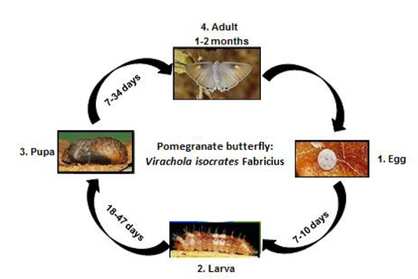 amla Pomegranate Anar butterfly life cycle.png