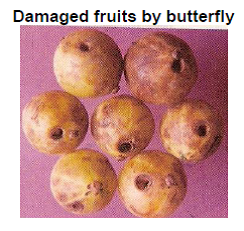 amla Pomegranate damages.png