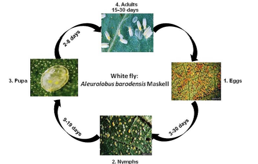 amla White fly life cycle.png