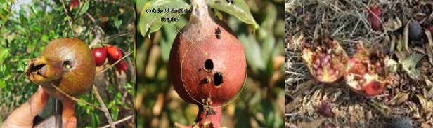 Anar butterfly Pomegranate fruit borer Damage symptoms