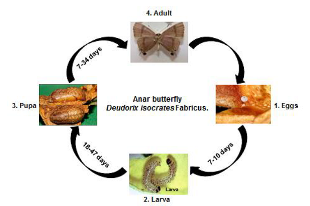 Anar butterfly Pomegranate fruit borer Life cycle