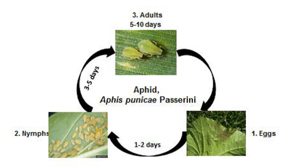 Aphid Life cycle