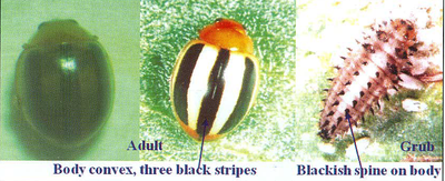 Body convex three black stripes
