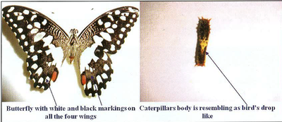 Butterfly with white and black markings