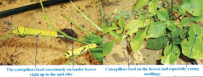 Caterpillars feed voraciously