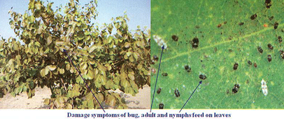 Damage symptoms of bug