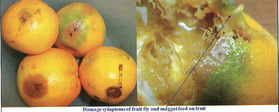 Damage symptoms of fruit fly
