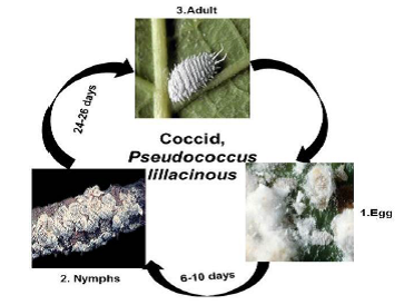 description of fig inscet pests Coccid.png