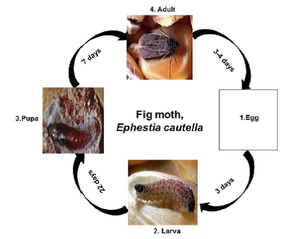 description of fig inscet pests Fig moth.png