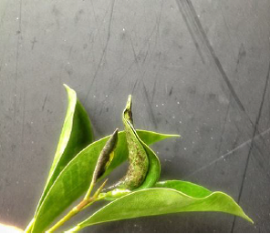 description of fig inscet pests Leaf roller damages.png