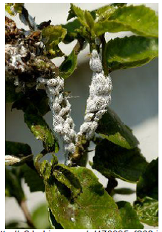 description of fig inscet pests Mealybug damage.png